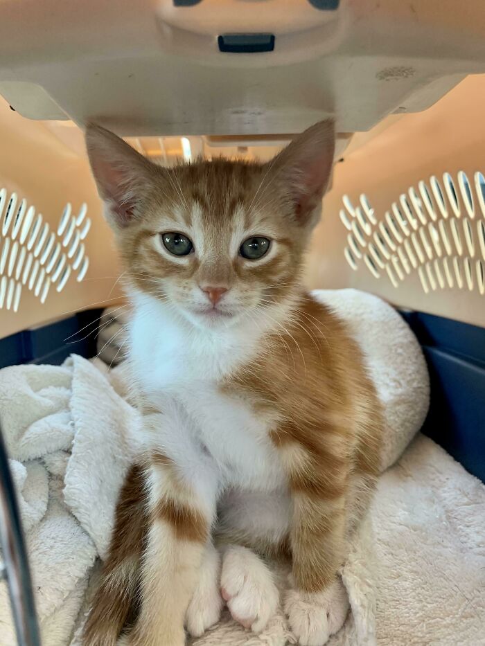 Just Adopted This Little 8 Week Old Baby! Her Name Is Pumpkin