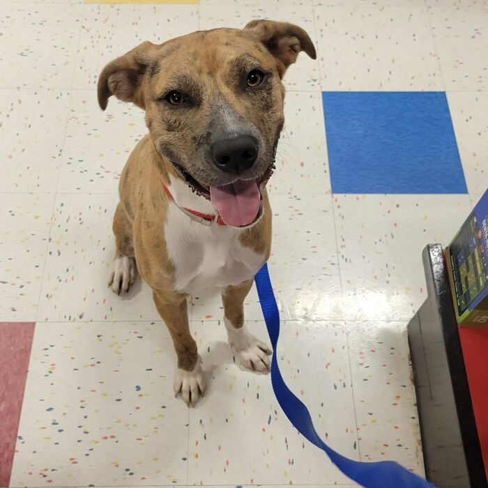 Finally Fulfilled A Life Long Dream Of Adopting. Went In For A Puppy, Came Out With This 2 Year Old Mush. Meet Coco