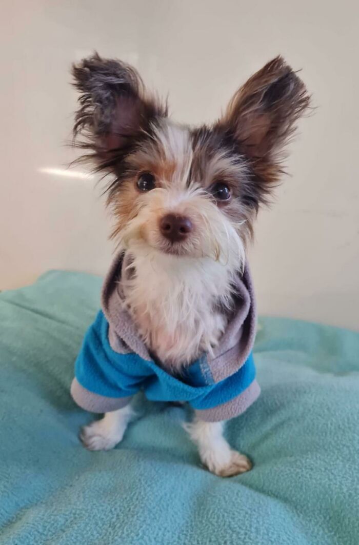 First Failed Foster. I've Basically Adopted A Pokemon