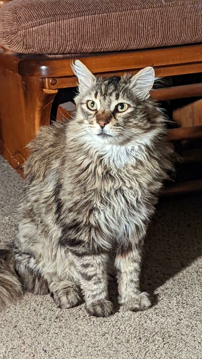 We Adopted A Stray A Few Weeks Ago. World, Meet Steve!!!