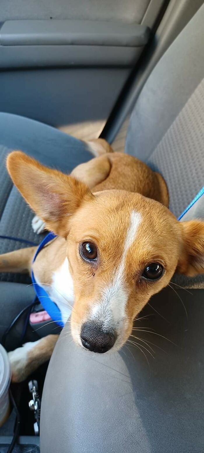 Just Adopted This Sweet Girl After Fostering Her For Around A Month. Her Name Is Currently Jacie (Pronounced Jay-See) But We're Looking Into Changing It. Any Suggestions?