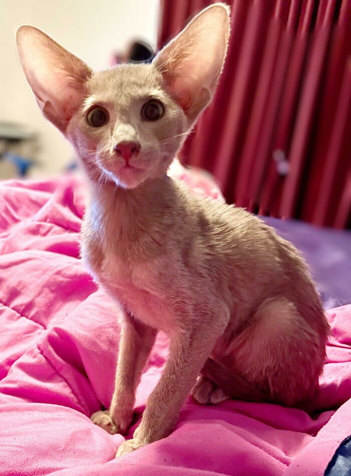 Kali Didn’t See The Adoption Coming, But She Definitely Heard It