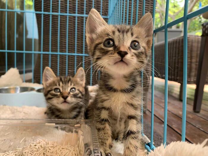 We Rescued Them Yesterday, And They’re Getting Adopted Tomorrow Morning!