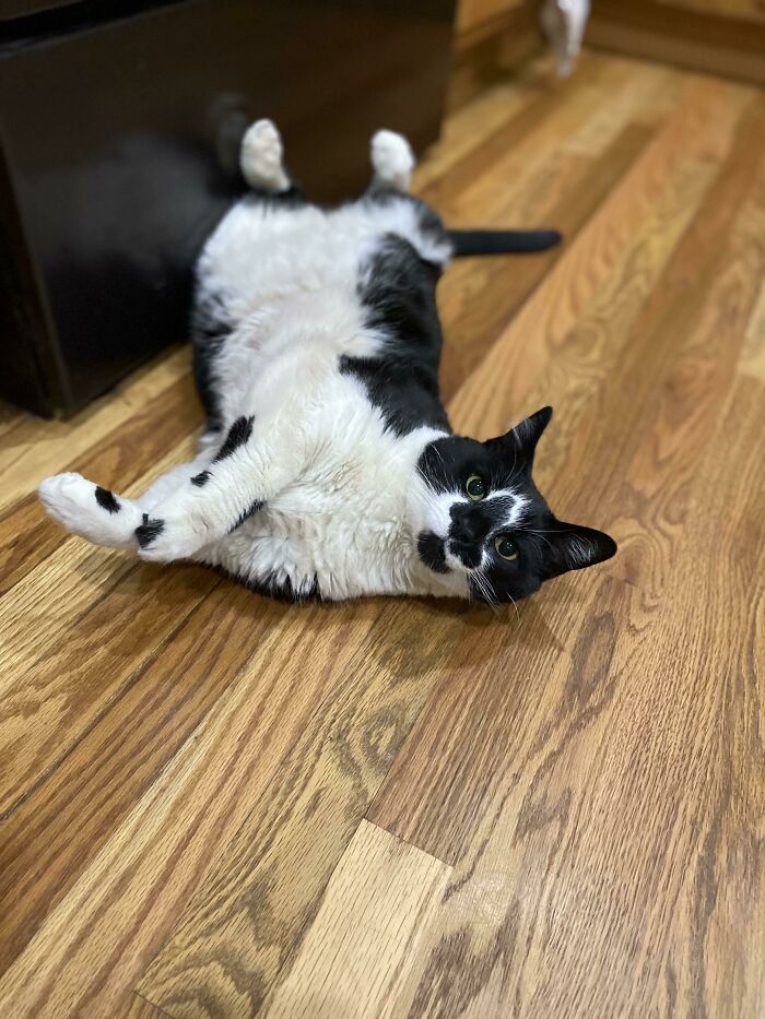 His Adoptive Name Was Chaos… But Idk About That