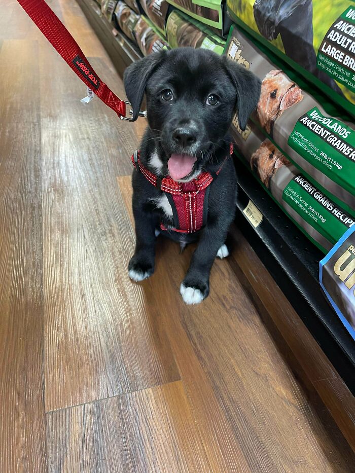 Hi! My Name Is Walsh, But You Can Call Me Wally. I’m An 8 Week Old Beagle X Husky Mix, And My Parents Adopted And Brought Me Home Yesterday!
