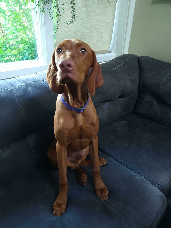 Just Adopted This Sweet Boy, Meet Hopper, A 6 Month Old Vizsla