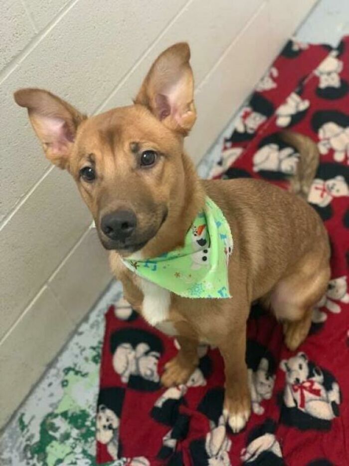 Adoption Pic Of My Pup