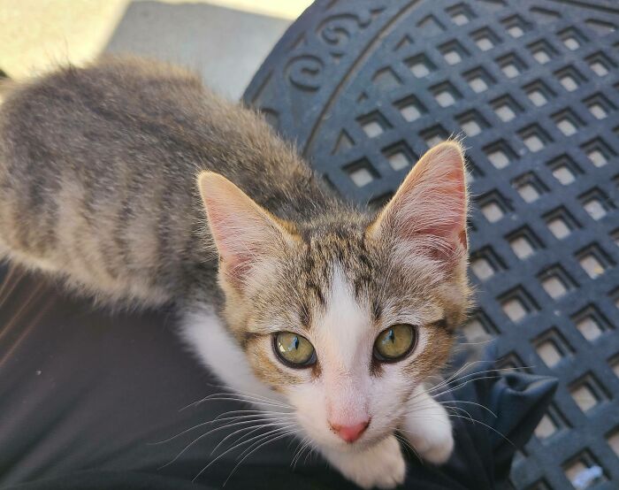 Today I Became A Foster Failure And Adopted This Little Guy