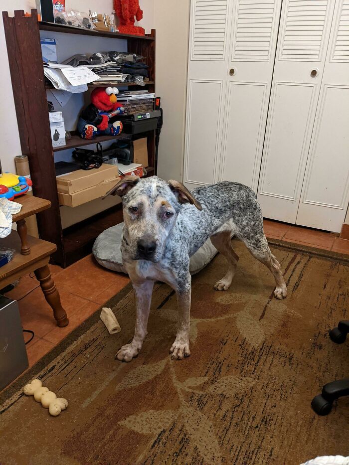 Say Hello To Griffin! Adopted Yesterday Afternoon. He's Settling In Just Fine!