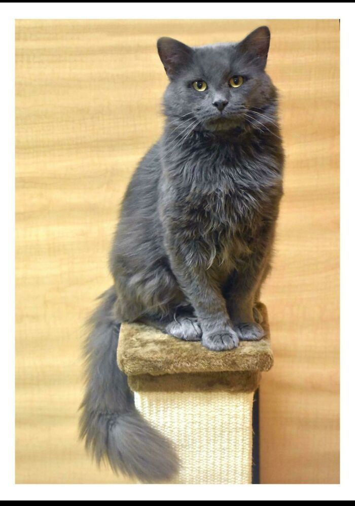 Our New Cat Charlie That We Adopted Today!