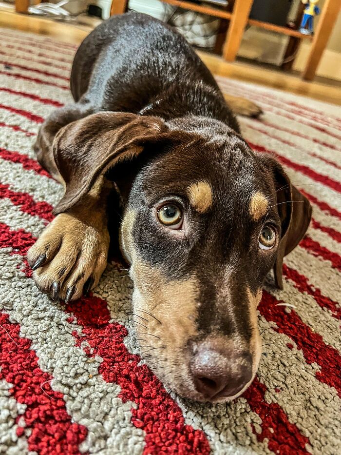 Adopted This Mush Today