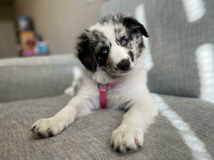 My Boyfriend Just Adopted This Rescue Pup!