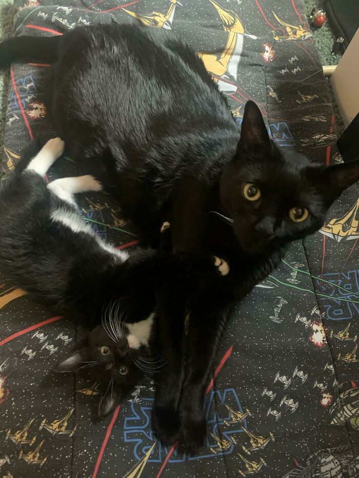 Korben Dallas And His Adopted Little Brother Lemmy Katmeister!