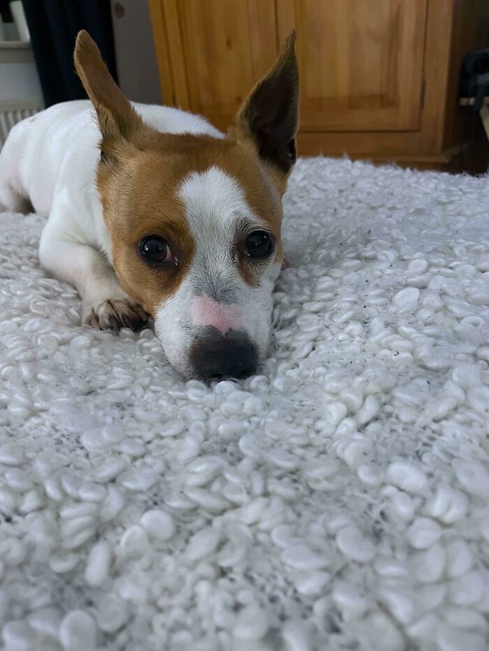 We Adopted This Little Beauty Yesterday - Meet Lily!