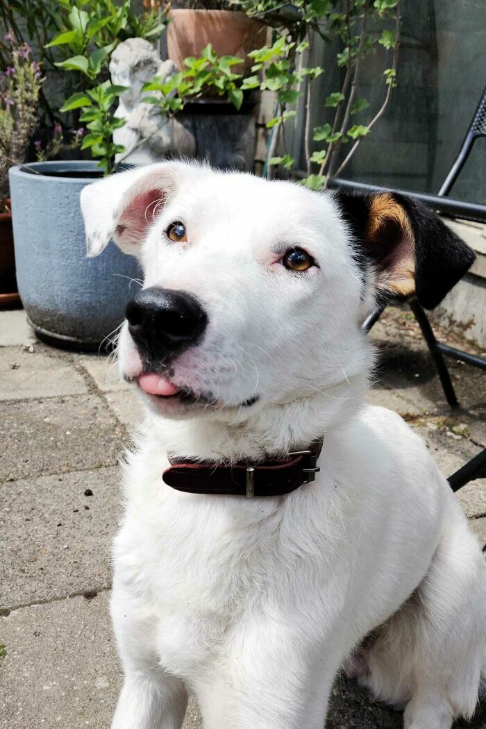 Adopted This Beauty Last Month, Couldn't Resist To Share