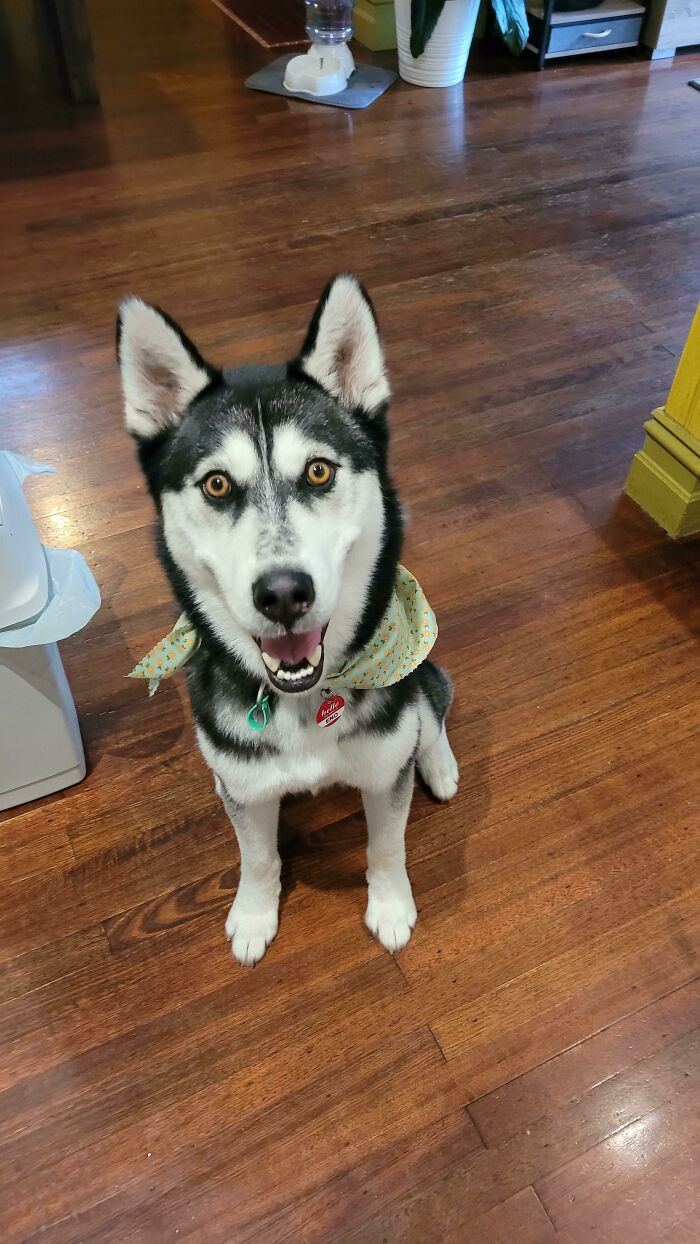 First Haircut Since Adoption A Week Ago!! Would You Say He's Happy?