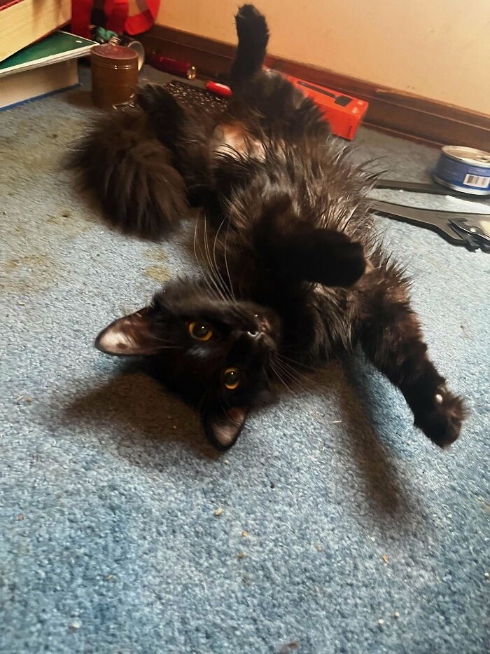 Adopted A New Family Member. Haven’t Named Her Yet But She’s A Cutie Omg 