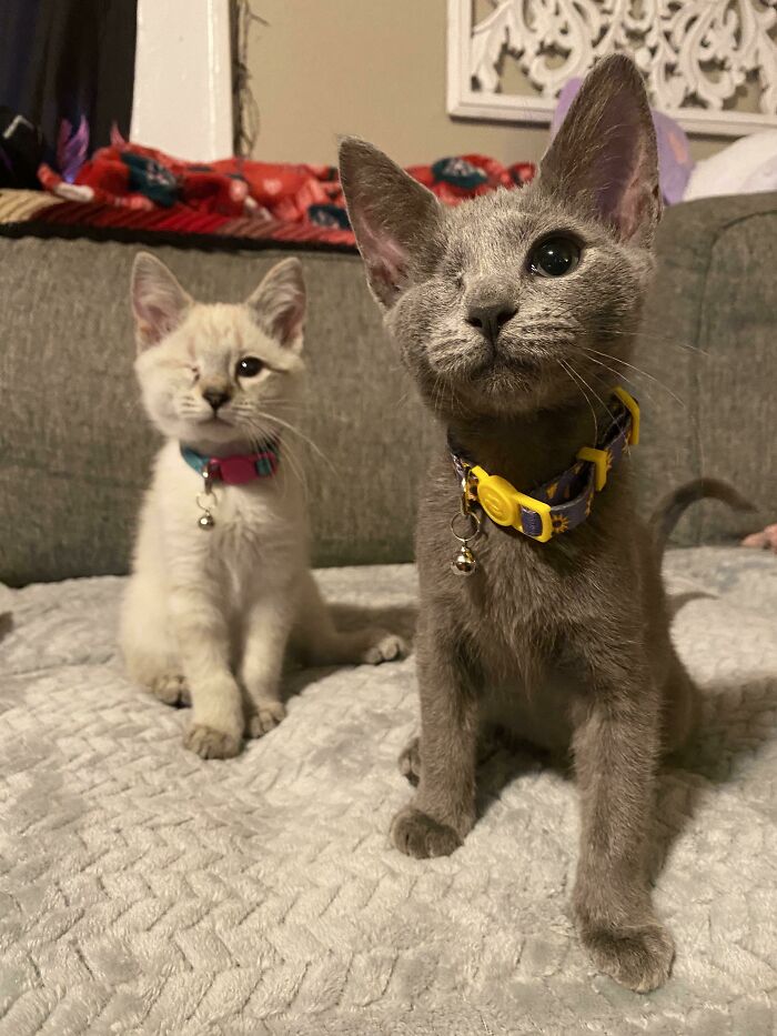 Good Names That Go With Seraphina? I Adopted These Babies From My Work And The One On The Left Is Seraphina! The One On The Right Is Yet To Have A Name