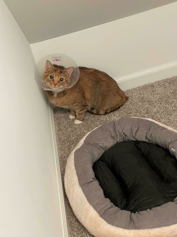 Just Adopted This Sweet Gal Yesterday, And I’m Already Getting Slow Blinks And Head Bumps!