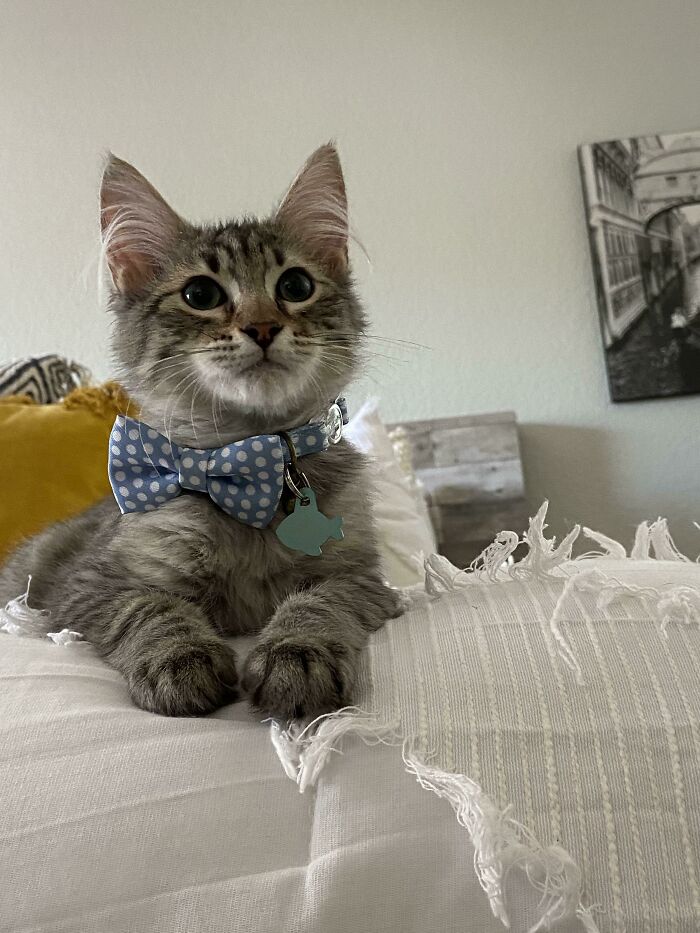 Adopted Him Two Days Ago, Meet Jinx