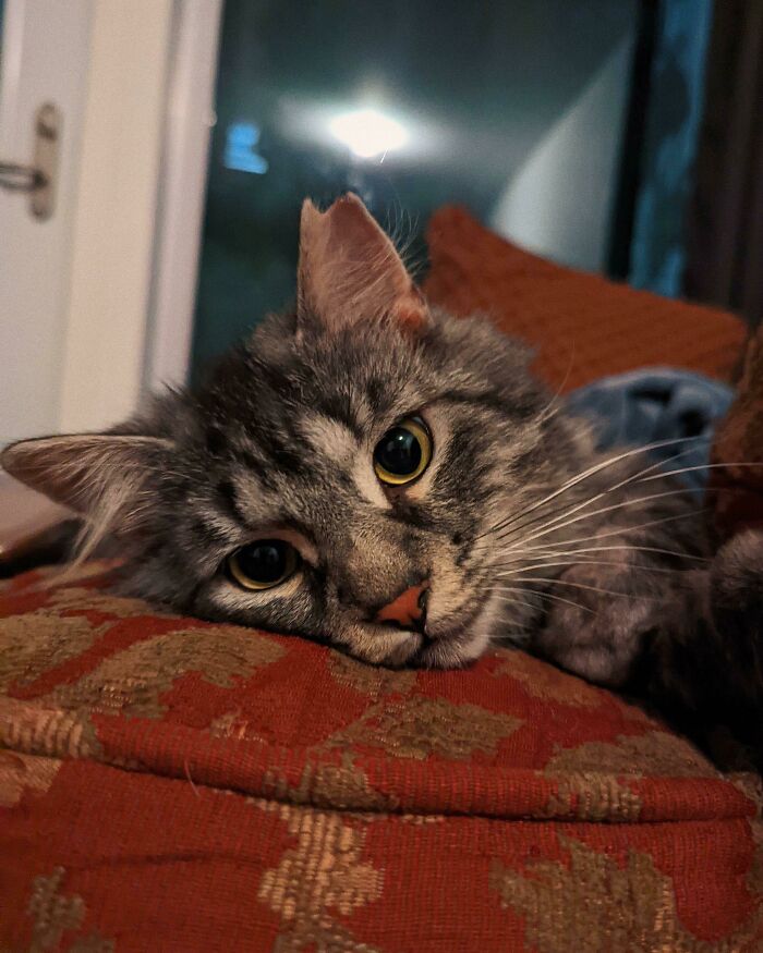 Just Adopted This Goofball Named Aslan, First Cat I've Had!