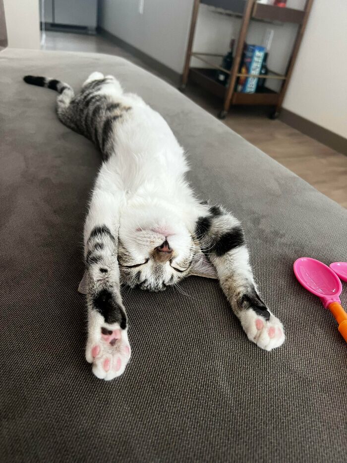 I Just Adopted This Baby!