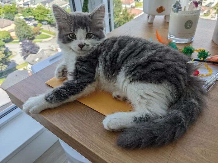 Adopted Yesterday From A Rescue In Sk, Canada. He Is Playful, Loving, Smart And Gentle. Perfect Fluff Ball. Still Thinking Of A Name!