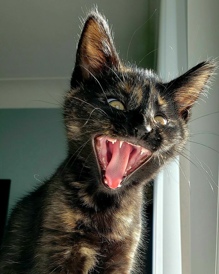 I Fostered This Girl And Had To Adopt Her. Meet Schlogg