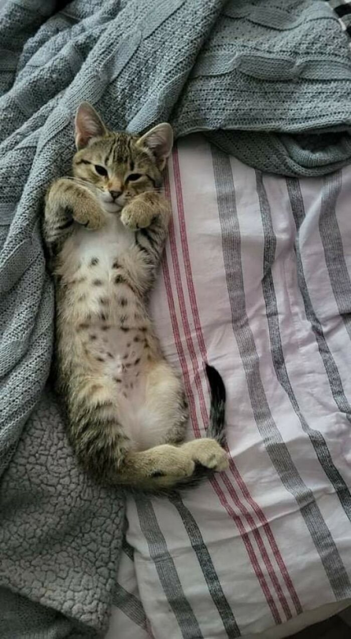 So Smol, So Sleepy. Adoption Day Is Tiring!