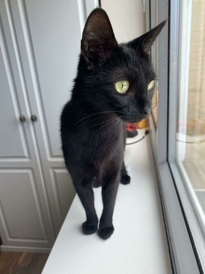 We Just Adopted This Baby Yesterday, Born On Halloween. Our Little Witch