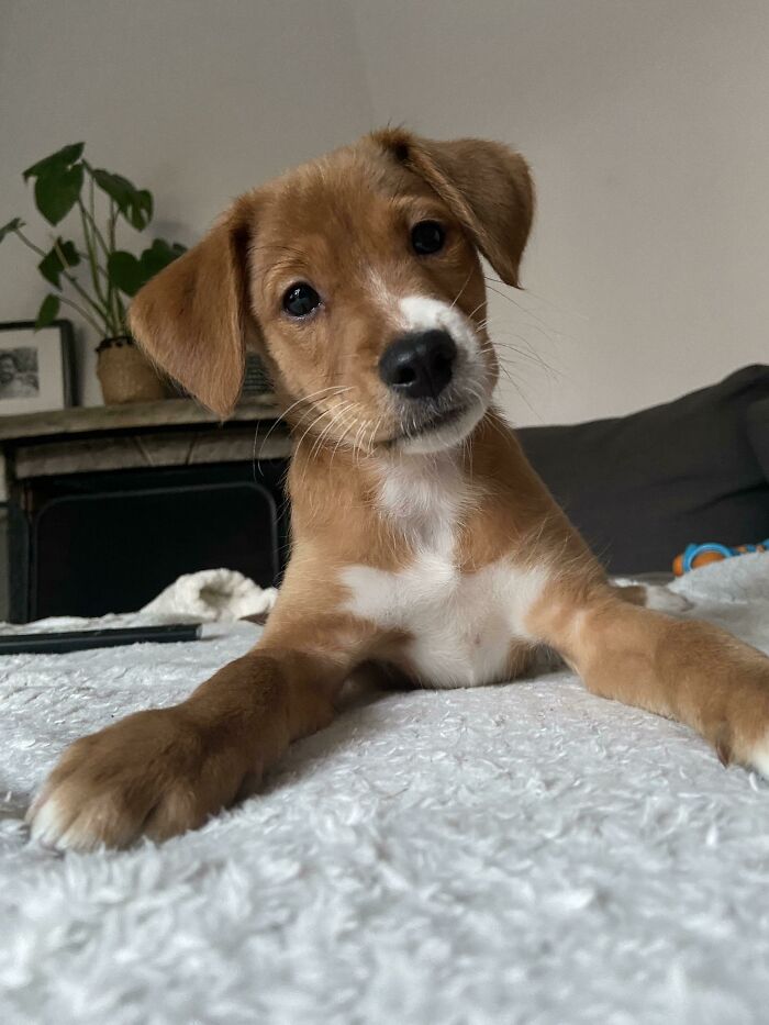 Hi Everybody! Rescued This Cutie Yesterday, But I Can’t Think Of A Name For Him. I Already Have My Girl Shelly, And 1 Would Like An Uncommon Name For Him