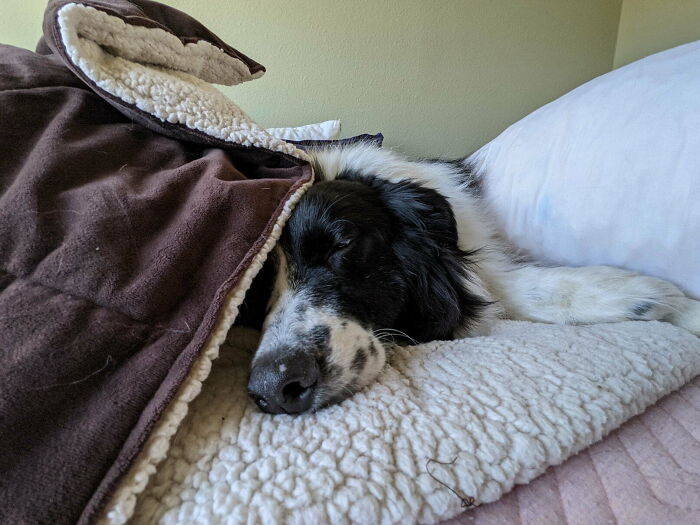 My New Rescue Friend Only Sleeps On My Bed With My Weighted Blanket
