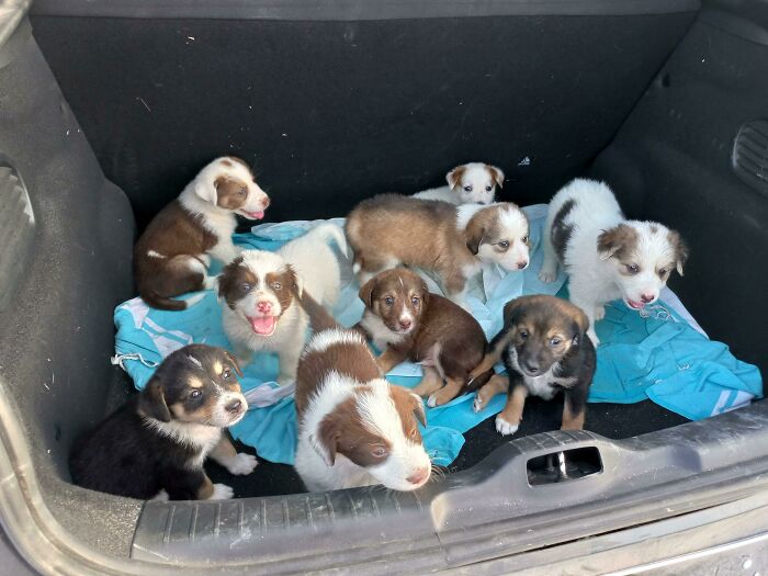 A Trunk Full Of Puppies (Rescue Mission)