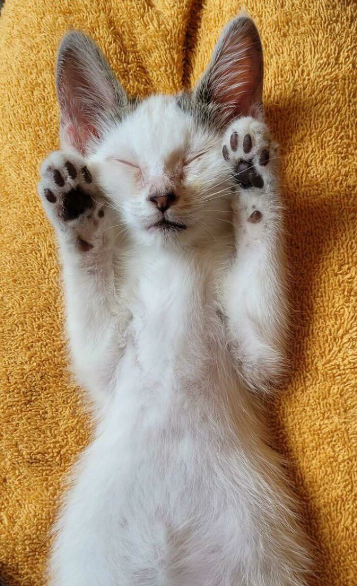 My Friend Rescued Herman Last Week. Herman Isn’t As Innocent As He Looks