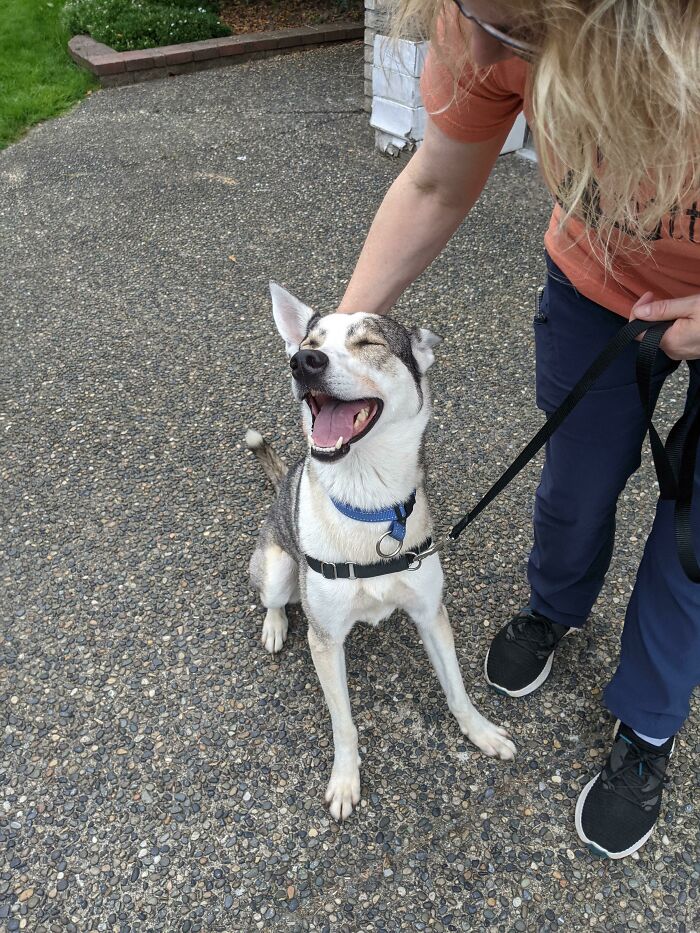 Adopted A Rescue Pup Over The Weekend. Meet Sophie!