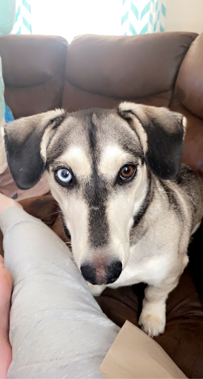 I Adopted A Husky Dachshund Mix