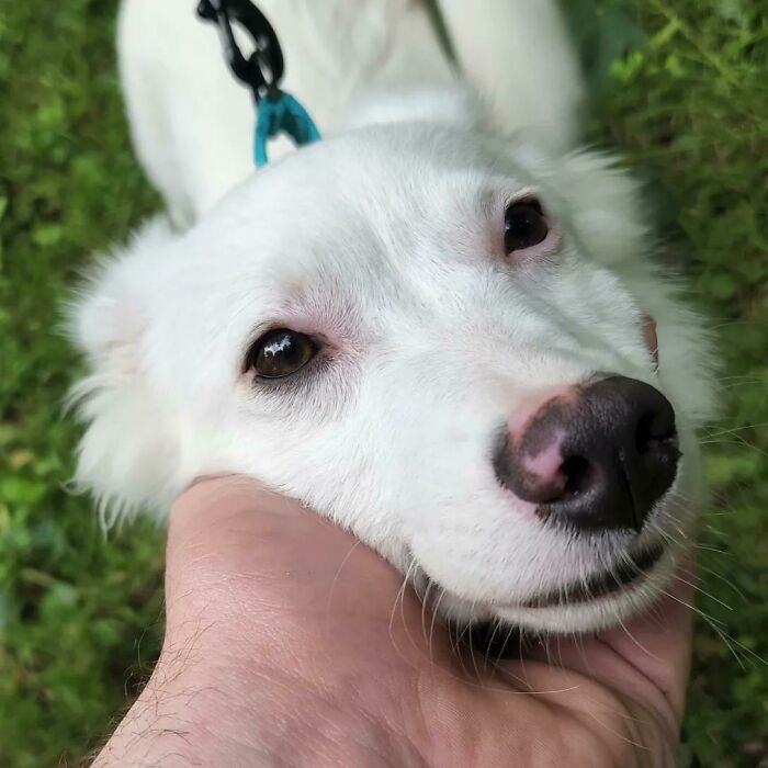 Adopted This Sweet Baby From The Humane Society Today. Everyone Meet Zhaan 