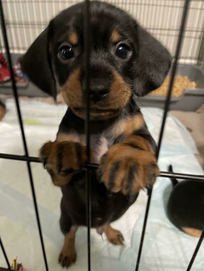 Guess Who Just Got Adopted By My Sister’s Family! So Welcome To The Family Maverick!