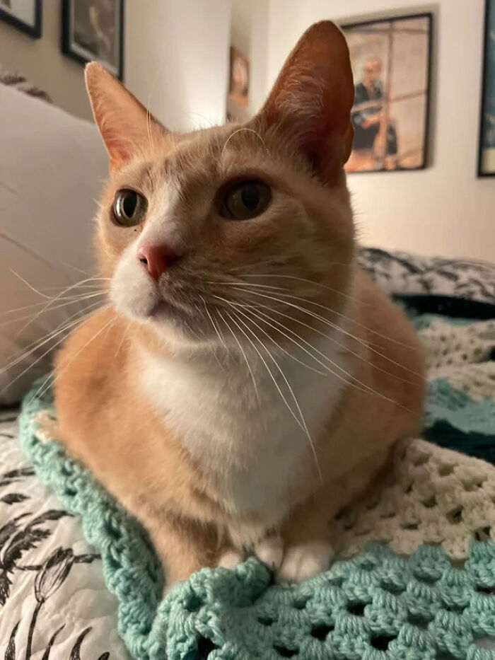 I Was Recently Adopted By Mittens, Aka Kit Kat, Aka Slow Jones, Aka King Fisher, Aka Toesy Warming, Aka Fat Cat 5000, Aka 14-Finger Fred. I Had Never Had A Cat Before. I Love Him So Much