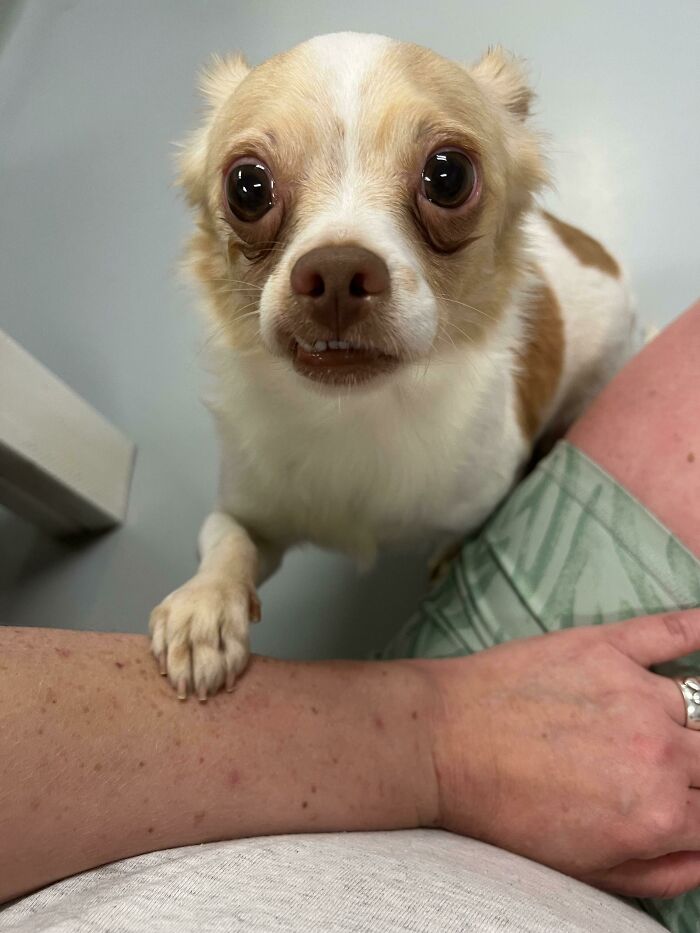 Just Adopted This Little Guy From Our Local Shelter