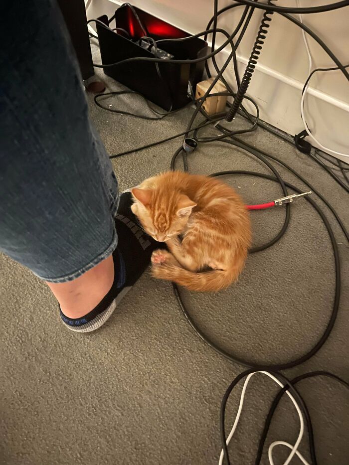 Adopted My First Kitty 