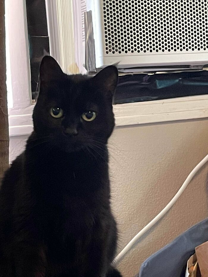 Onyx, My Rescue. Her Original Owner Didn’t Want Her Because She Was “Too” Affectionate