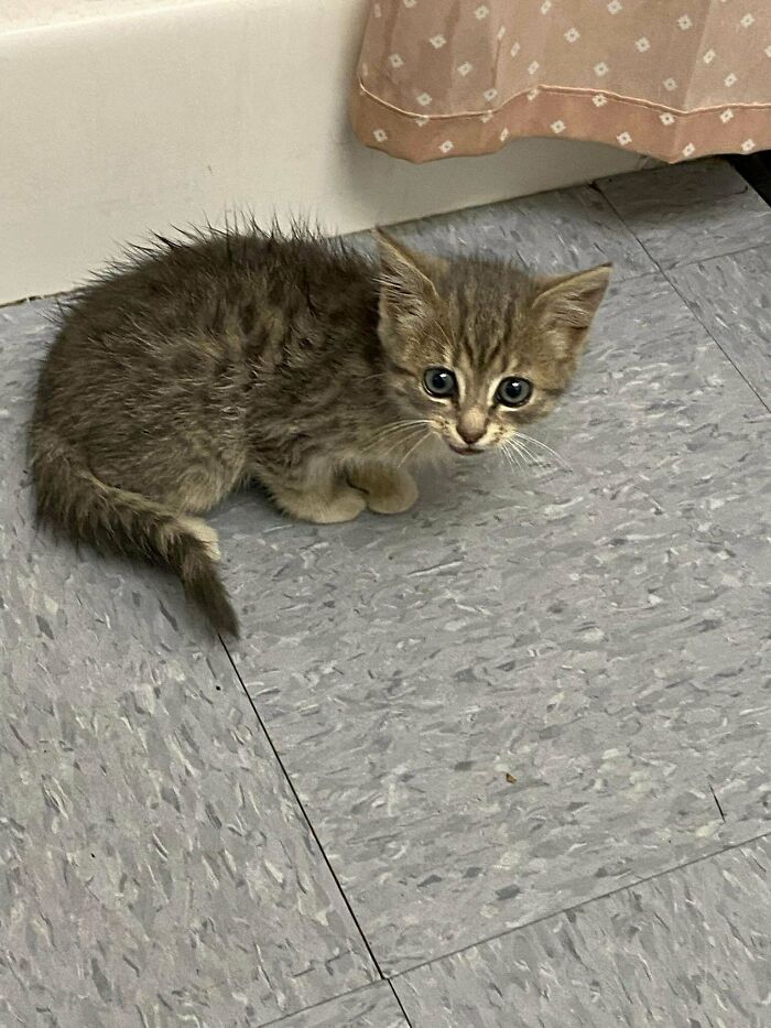 Rescued A Kitten 4 Days Ago