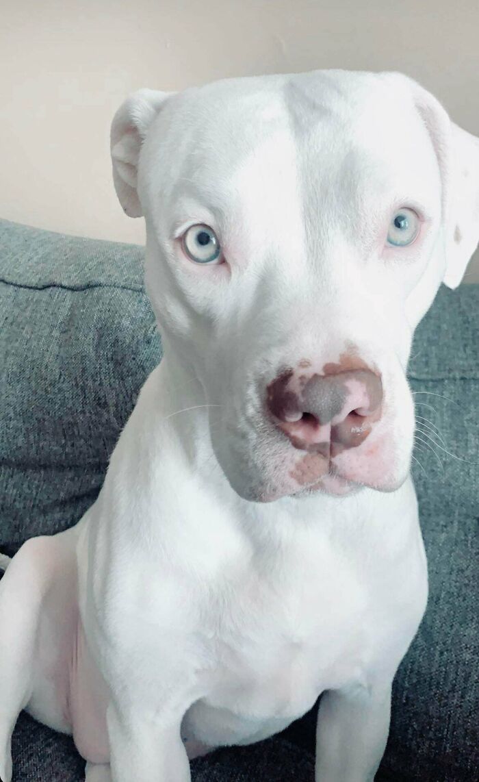 My Shiny Rescue Pup, Mia!