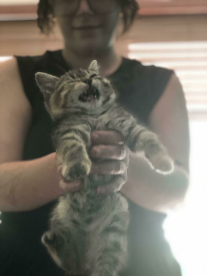 The Primal Scrunge Of The Reluctantly Rescued