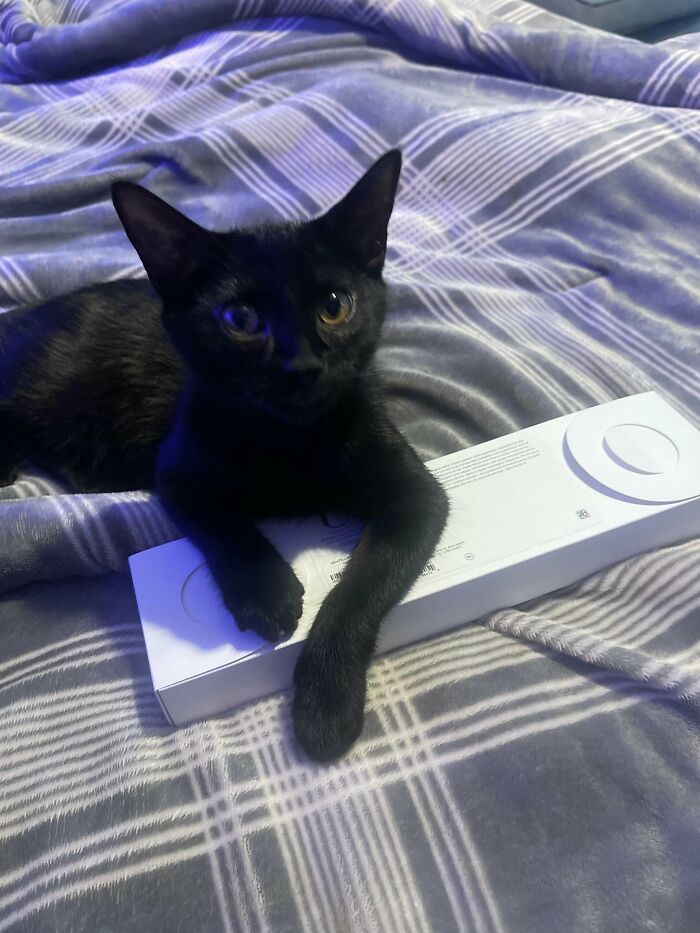 Heard Meowing During The Morning & Rescued Her, She Was So Skinny And Stinky. Meet Prada