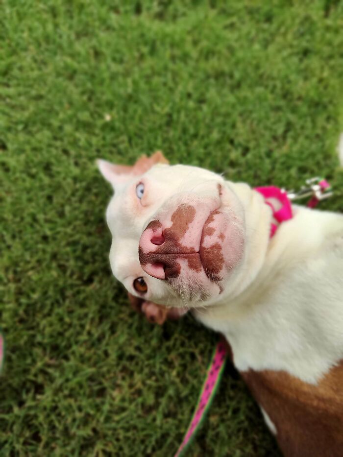 Just Rescued This Lovely Lady