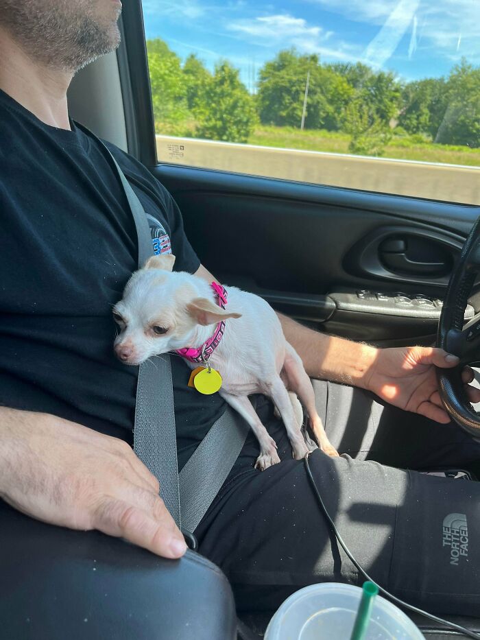 My Newest Rescue Who Refuses To Leave My Boyfriends Side On The Drive Home