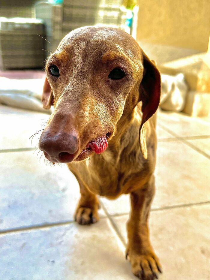 Adopted This Little Rescue This Week. She Had Untreated Gum Disease So Most Her Teeth Have Been Removed, She Gave Birth To A Still Born Puppy, Has Ear Infections And Very Little Muscle Mass