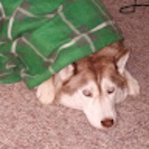 deborahwagner avatar